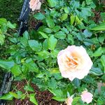 Bonner Deborah - @deborah.bonner3 - Instagram