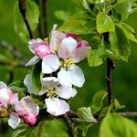 Deborah Booth - @apples.bloom - Instagram