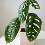Deborah Borba - @borba.plantlife - Instagram