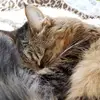 Deborah Boudreau - @ducky2455 - TikTok