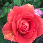 Deborah Bowden - @deb_bowden67 - Instagram