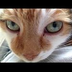 Deborah Carrington - @puddycatzrule - Instagram