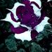 Deborah Close - Facebook