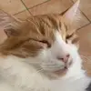 Deborah_co__ - @decoco93 - TikTok