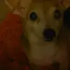 hailey - @deborahcodrington - TikTok