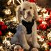 Deborah Comer - Facebook