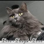 Deborah Conway - @debbie_furbabies - Instagram