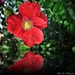 Debra Cornwell - @digytwe1vebolt - Instagram
