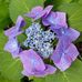 Debbie Rott Cotter - Facebook