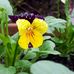 Deborah Cotter - Facebook