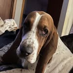 Deborah Hogan-Craven - @basset_baby_parents - Instagram