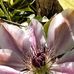 Deborah Crumpler - Facebook
