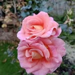 Deborah Crumpler - @crumplerfamily - Instagram