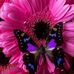 Deborah Culpepper-Steele - Facebook