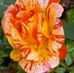 Debra Culver - Facebook