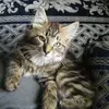 deborahderry - @deborahderry - TikTok