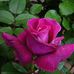Debbie Dewhurst - Facebook