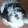 deborahdewitt376 - @deborahdewitt376 - TikTok