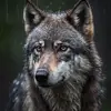 Wolfegirl25 - @wolfegirl24 - TikTok