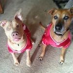 Deborah DiMaggio - @tannmy57chevy - Instagram