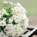 Deborah Doan - Facebook