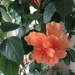 Deborah Doan - @deborah.doan.50 - Instagram