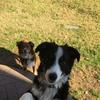 gertie - @deborahdodge7 - TikTok