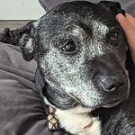 Deborah Doyle - @debs_doggy_boarding - Instagram