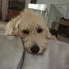 Deborah Driver - @freddie.pup - TikTok
