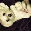 Deborah Elmore - @deborah.elmore0 - TikTok