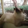 deborahfields945 - @deborahfields945 - TikTok