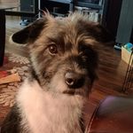 Deborah Forrester - @zoey.thewonderdog - Instagram
