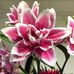 Deborah Frieberg - Facebook