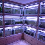 Deborah Gale Bull - @taaquaculture - Instagram