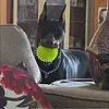 Dobie - @deborahgallihugh - TikTok