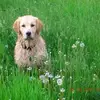 Deborah J Garden - @deborahjgarden - TikTok
