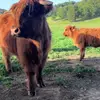 Deborah Garoni - @deborahgaroni20 - TikTok