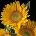 Deborah Gill - Facebook