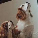 Deborah & Ginger 🐶 - @debs_and_gin - Instagram