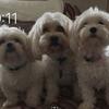 Deborah Greer - @deborah.greer4 - TikTok