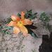 Deborah Hasse - Facebook