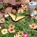 Deborah Heffner - Facebook