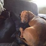 Deborah Hendricks - @white__rose_mosaics - Instagram