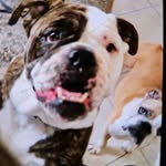 Deborah Herrin - @deborahcallie2023 - Instagram