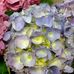 Deborah Wright Highsmith - Facebook