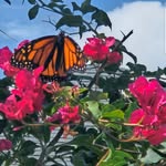 Debbie Hoyle Nagy - @deborah.nagy51 - Instagram