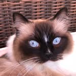 Kitty Kitty - @deborah.h.sullivan - Instagram