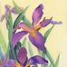 Deborah Innes - Facebook