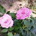 Debra Keeling - Facebook