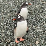 DeBorah Krueger - @oddducks72 - Instagram